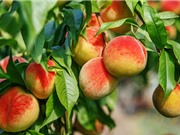 Hướng dẫn và chăm sóc cây đào ăn quả đúng kỹ thuật