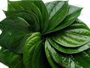 Tác dụng chữa bệnh bất ngờ của lá trầu không