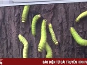 “Sâu xanh xuất hiện dày đặc ở Bình Dương là loại sâu ăn lá”