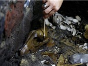 Xác chó sói 500 năm phủ đầy vàng ròng