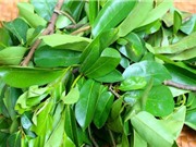 Lá mãng cầu xiêm: 'Thần dược' chữa ung thư tốt gấp nghìn lần hóa trị