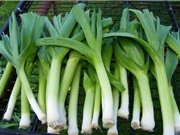 Kỹ thuật trồng hành baro trong thùng xốp