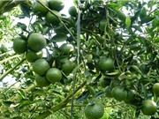 Hướng dẫn trồng và chăm sóc cây cam đúng kỹ thuật