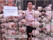 Sản xuất nấm tại Hải Phòng: Ứng dụng công nghệ nhân giống dạng dịch thể