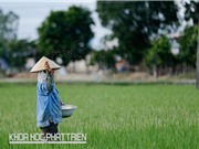 Sử dụng phân bón tại Việt Nam: Vãi cả tỷ đô xuống sông, xuống biển