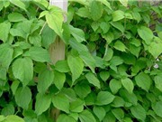 Tác dụng chữa bệnh của cây gai