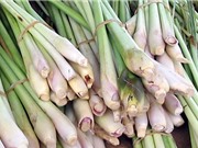 Công dụng của cây sả khiến nhiều người bất ngờ
