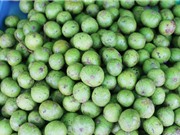 Kỹ thuật trồng và chăm sóc cây sấu cho quả sai trĩu