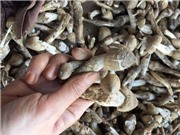 1,5 triệu/kg nấm "đặc sản của các loại đặc sản"