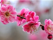 Ngây ngất trước vẻ đẹp của loài biểu tượng cho mùa Đông
