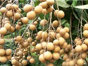 Quy trình trồng và chăm sóc cây nhãn cho quả sai trĩu trịt
