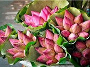 Hoa sen: Thuốc quý từ gốc tới ngọn