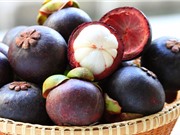 Quy trình trồng và chăm sóc măng cụt cho năng suất cao