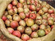 Tác dụng chữa bệnh không ngờ của táo mèo