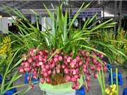 Kỹ thuật trồng và chăm bón hoa địa lan vô cùng đơn giản