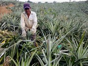 Cây dứa giúp dân các xã vùng sâu Đăk Lăk đổi đời