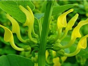 9 loài thực vật có thể gây chết người đáng sợ nhất thế giới