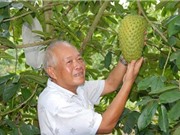 Trồng mãng cầu lãi tiền tỷ