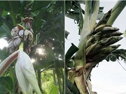 Cây chuối “lạ” ra 17 bắp, dân đổ xô đến hỏi mua về thờ
