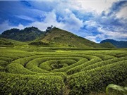 “Viếng thăm” đồi chè độc nhất vô nhị ở Việt Nam