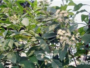 Phương hay thuốc quý