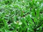 Rau mùi tàu: Dược liệu tuyệt vời từ lá đến hạt