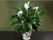 Cách trồng cây lan ý hợp phong thủy, bảo vệ cơ thể khỏi các tia bức xạ