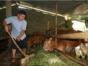 Tỷ phú Đồng Chum hay chuyện 1 con bò “đẻ” ra 200 triệu đồng