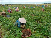 Trồng khoai môn trên đất lúa thu nhập cao
