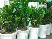 Cách trồng cây kim phát tài mang lại sự may mắn và thịnh vượng