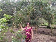 Trồng nhãn xuồng cơm vàng thu lãi nửa tỷ đồng mỗi năm