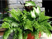 Tự trồng cây dương xỉ trong nhà giúp làm giảm bức xạ từ máy tính, máy in