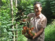 Làm giàu từ mô hình vườn - lúa và chăn nuôi