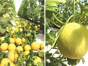 Dưa lưới công nghệ cao ở Hòa Thắng