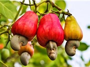 Biến vỏ hạt điều thành... vàng