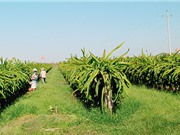 Trồng thanh long giàn, mô hình mới