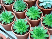 Trồng cây sen đá hợp với bản mệnh của người tuổi dậu