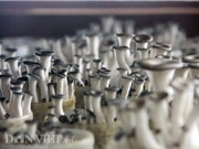 Quy trình sản xuất nấm kim châm sạch gần 70 tỷ đồng hiện đại cỡ nào?