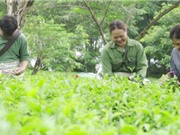 700ha chè Hà Tĩnh đủ tiêu chuẩn xuất khẩu