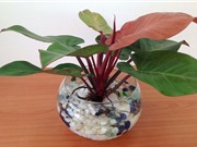Hướng dẫn trồng trầu bà đế vương đỏ tốt cho phong thủy, hấp thụ được khí độc 