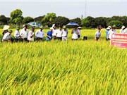 Hải Dương thử nghiệm thành công giống lúa thuần BQ ngắn ngày 