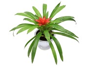 Hướng dẫn trồng cây dứa cảnh nến mang lại tài lộc, may mắn cho gia chủ