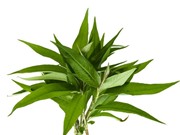 Ăn rau răm có thực sự bị suy yếu tình dục?