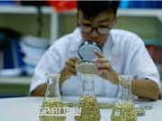 Lúa đặc sản: Đường từ ngân hàng gene ra thị trường