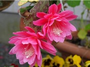 Kinh nghiệm trồng hoa quỳnh cho hoa nở quanh năm