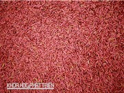 Chọn nảy mầm giống lúa quý