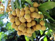 Sơn La: Nhãn Sông Mã đón nhận giấy chứng nhận nhãn hiệu