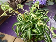 Hướng dẫn trồng cây dây nhện giúp thanh lọc không khí, tốt cho phong thủy