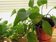 8 loại cây cảnh hút khí độc siêu tốt nên trồng trong nhà