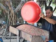 Sáng chế máy ép dầu nhờ lạc rớt giá
